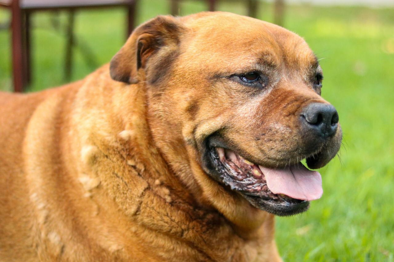 Nuevo cronograma para el quirófano móvil de animales y para la vacunación antirrábica