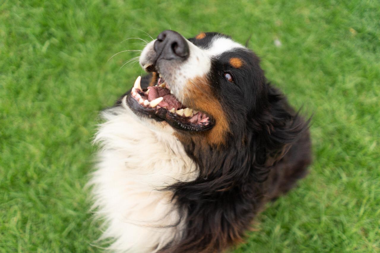 Nuevo cronograma para el quirófano móvil de animales y para la vacunación antirrábica