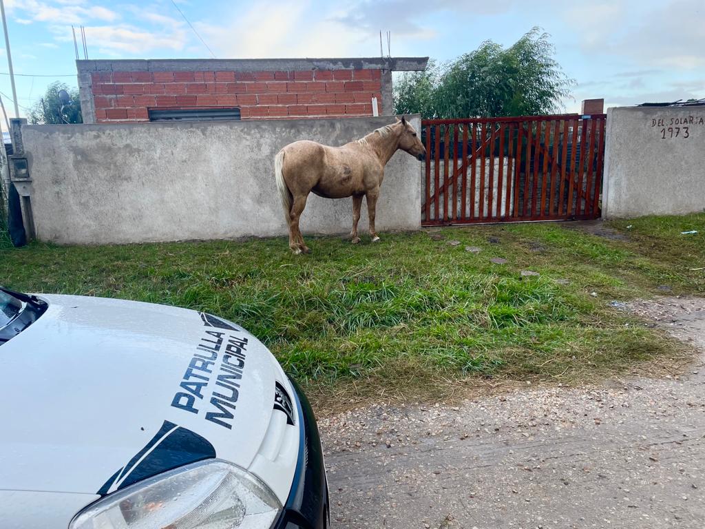 El Municipio continúa con los operativos para evitar la presencia de caballos sueltos en la vía pública
