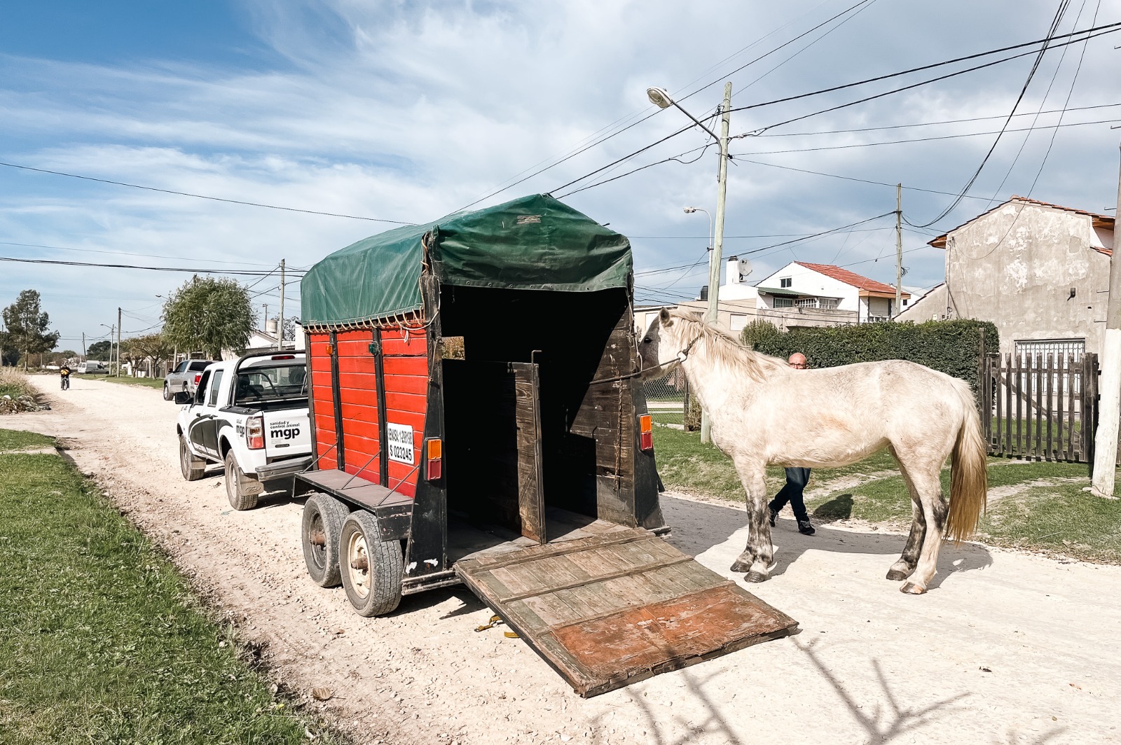 El Municipio intervino por 66 caballos sueltos en la vía pública y se labraron actas a sus dueños
