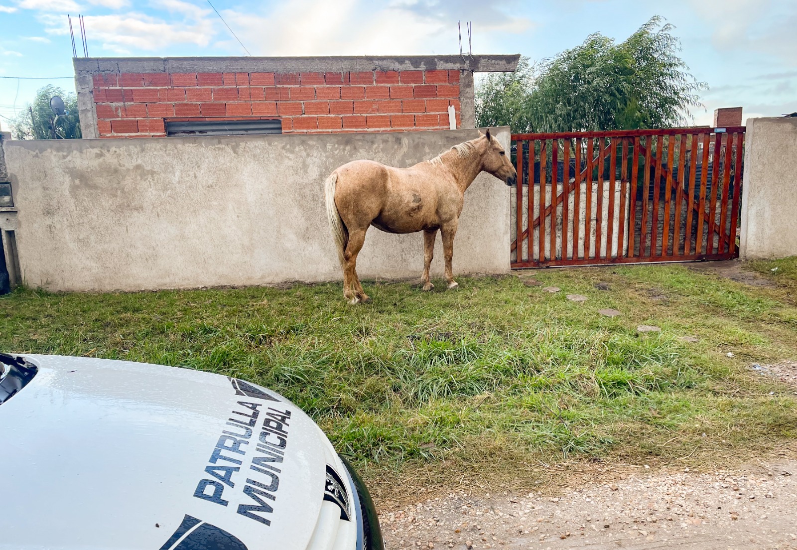 El Municipio continúa con los operativos para evitar la presencia de caballos sueltos en la vía pública