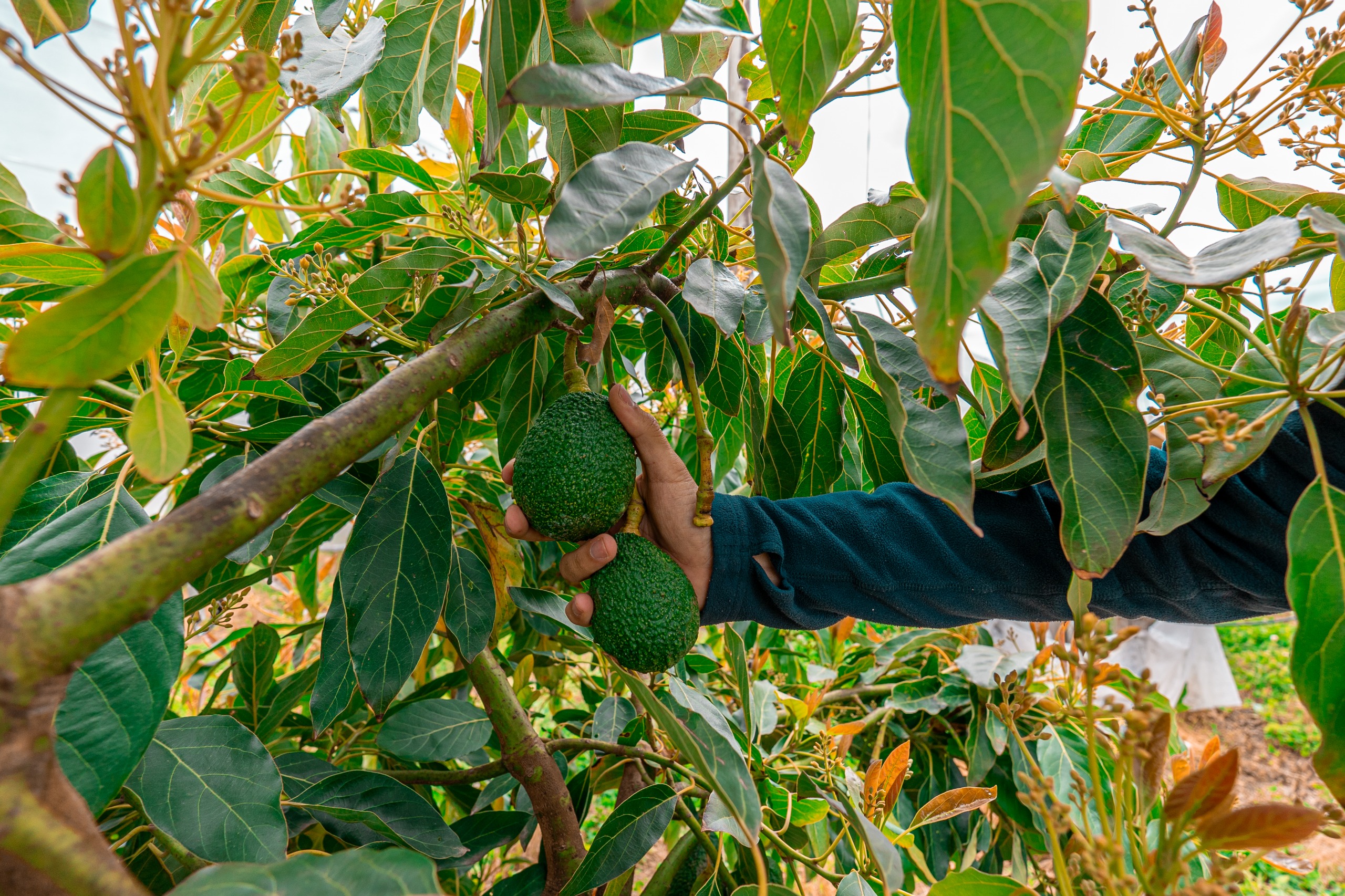 Mar del Plata se prepara para la primera cosecha de palta productiva