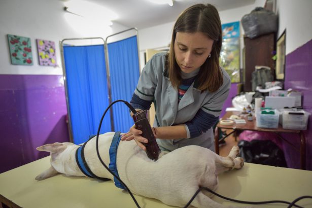 Nuevas ubicaciones de los quirófanos móviles para animales