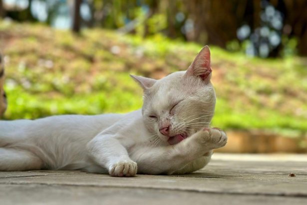 Nuevas ubicaciones de los quirófanos móviles para animales