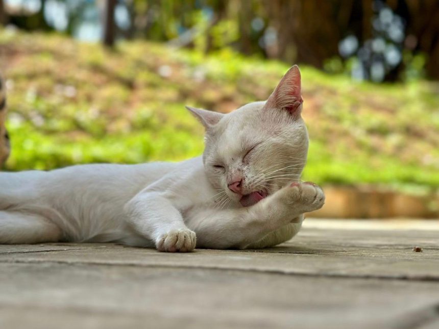 Nuevas ubicaciones de los quirófanos móviles para animales
