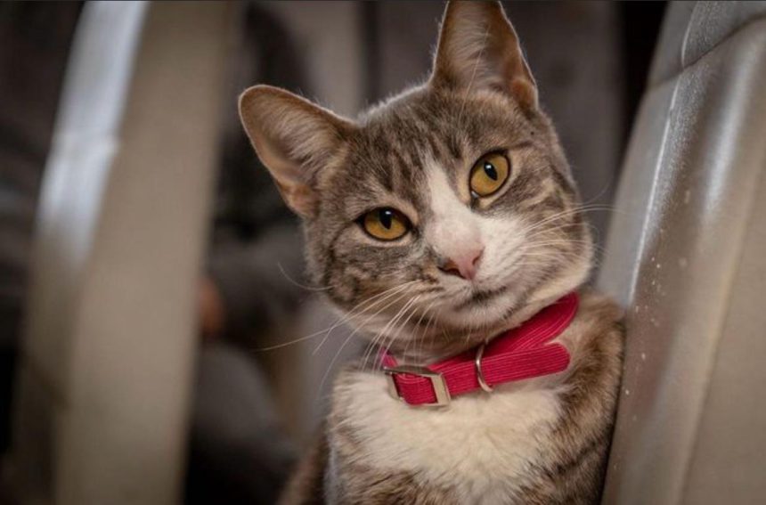 Nuevas ubicaciones de los quirófanos móviles para animales
