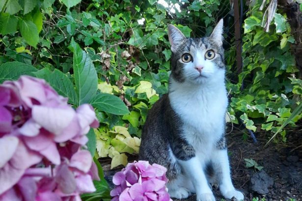 Nuevas ubicaciones de los quirófanos móviles para animales