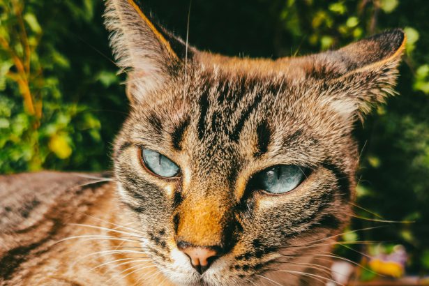 Nuevas ubicaciones de los quirófanos móviles para animales
