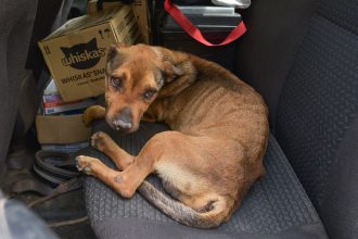 Rescatan un nuevo animal víctima de abandono en Nueva Pompeya