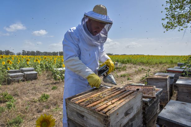 Mar del Plata produce más de 1.200 toneladas de miel al año y fortalece su sector apícola