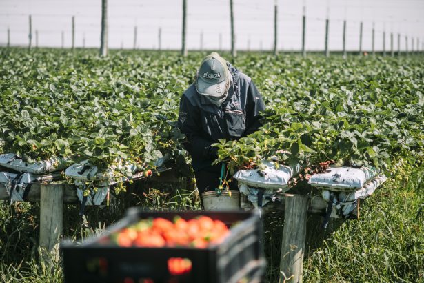General Pueyrredon impulsa la producción hidropónica como modelo sostenible