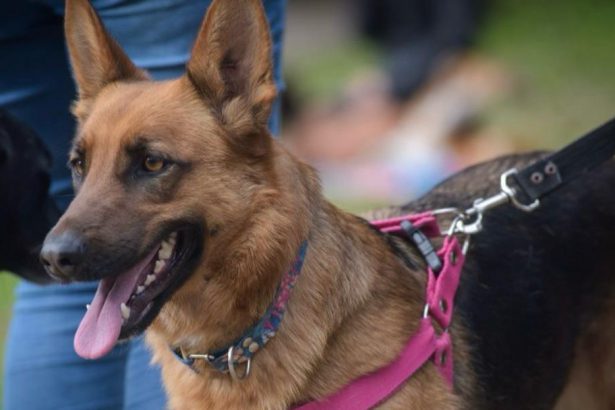 Nuevas ubicaciones de los quirófanos móviles para animales