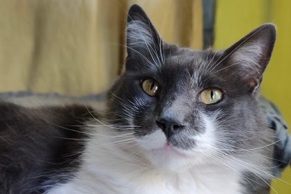 Nuevas ubicaciones de los quirófanos móviles para animales