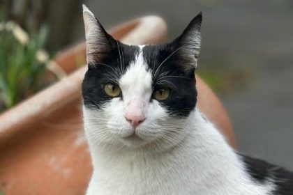Nuevas ubicaciones de los quirófanos móviles para animales