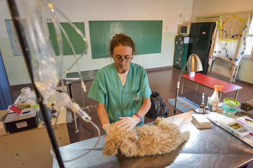 Nuevas ubicaciones de los quirófanos móviles para animales