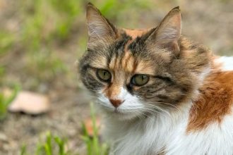 Nuevas ubicaciones de los quirófanos móviles para animales
