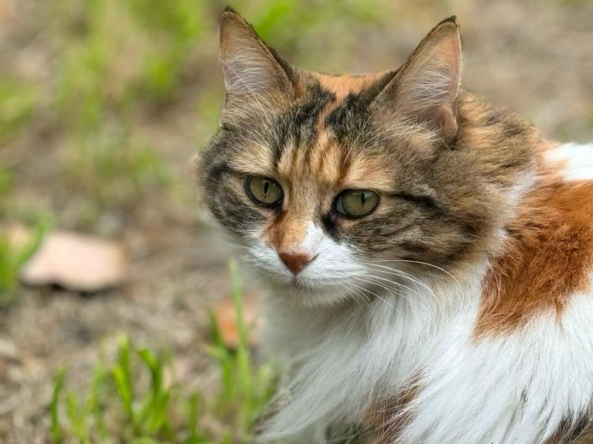 Nuevas ubicaciones de los quirófanos móviles para animales