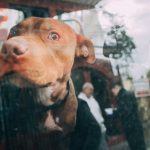 Dos nuevos animales víctimas de abandono fueron rescatados