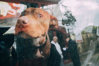 Dos nuevos animales víctimas de abandono fueron rescatados
