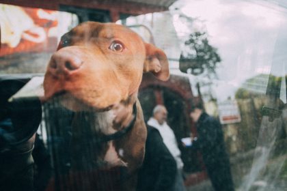 Dos nuevos animales víctimas de abandono fueron rescatados