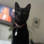 Nuevas ubicaciones de los quirófanos móviles para animales