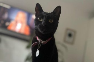 Nuevas ubicaciones de los quirófanos móviles para animales