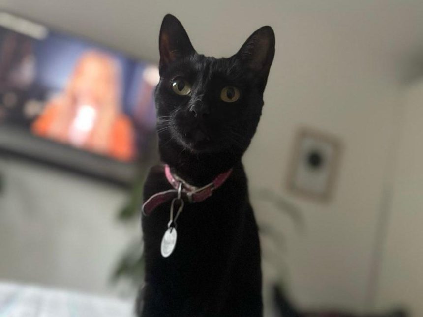 Nuevas ubicaciones de los quirófanos móviles para animales