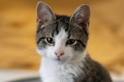 Nuevas ubicaciones de los quirófanos móviles para animales