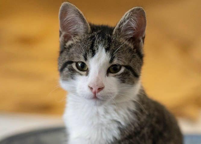 Nuevas ubicaciones de los quirófanos móviles para animales