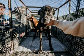El Municipio rescató dos animales víctimas de abandono del barrio Regional