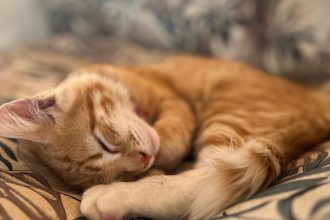 Nuevas ubicaciones de los quirófanos móviles para animales