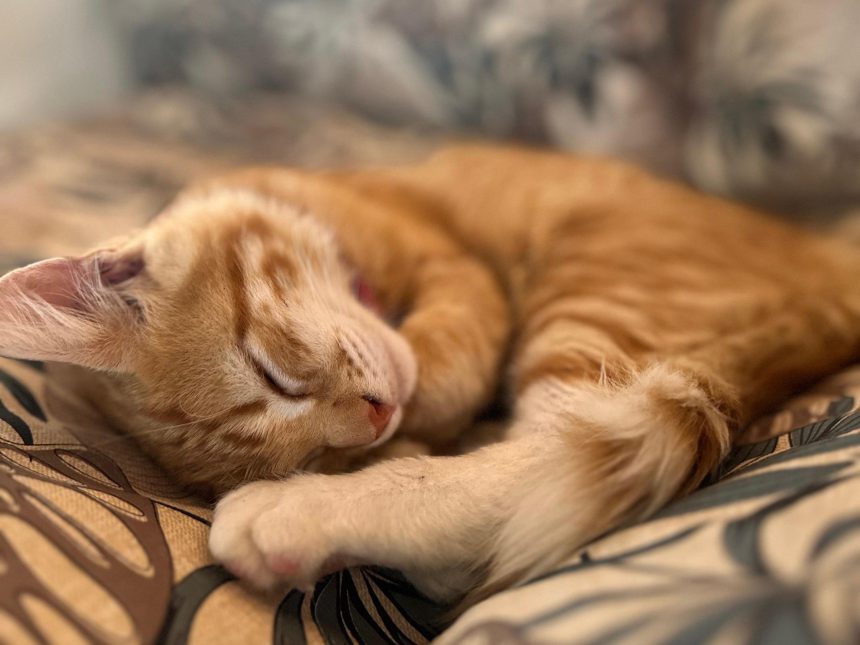 Nuevas ubicaciones de los quirófanos móviles para animales