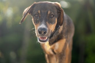 Nuevas ubicaciones de los quirófanos móviles para animales