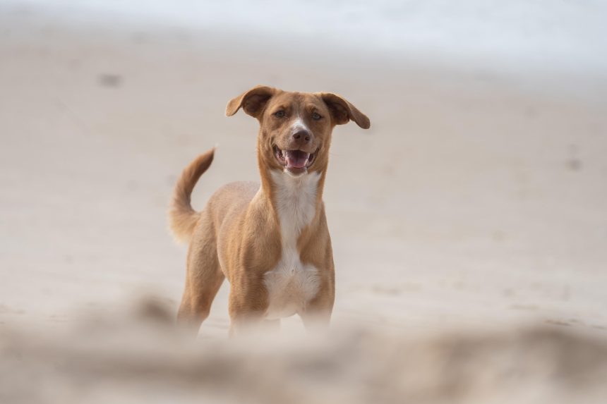 Nuevas ubicaciones de los quirófanos móviles para animales