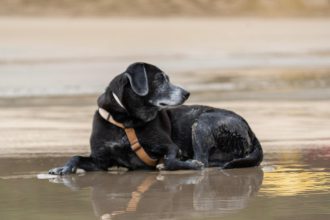 Nuevas ubicaciones de los quirófanos móviles para animales