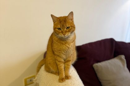 Nuevas ubicaciones de los quirófanos móviles para animales