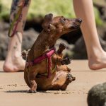Nuevas ubicaciones de los quirófanos móviles para animales