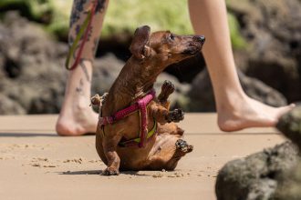 Nuevas ubicaciones de los quirófanos móviles para animales