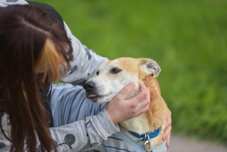 Nuevas ubicaciones de los quirófanos móviles para animales