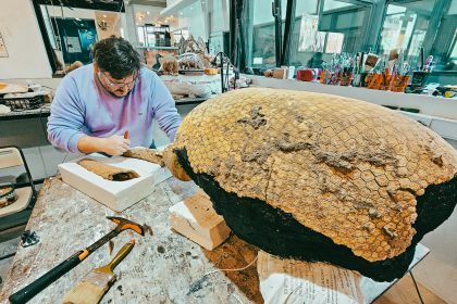 Un gliptodonte bebé es el nuevo hallazgo paleontológico marplatense