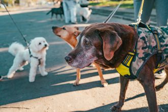 Nuevo cronograma del quirófano móvil y de la vacunación antirrábica para animales