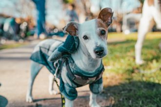 Nuevas ubicaciones de los quirófanos móviles para animales