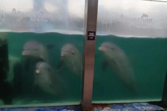 El Municipio está tomando medidas inmediatas para garantizar el bienestar de los animales del ex Aquarium