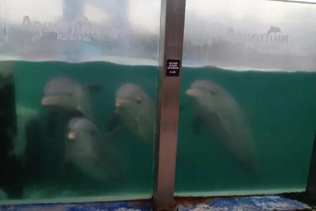 El Municipio está tomando medidas inmediatas para garantizar el bienestar de los animales del ex Aquarium