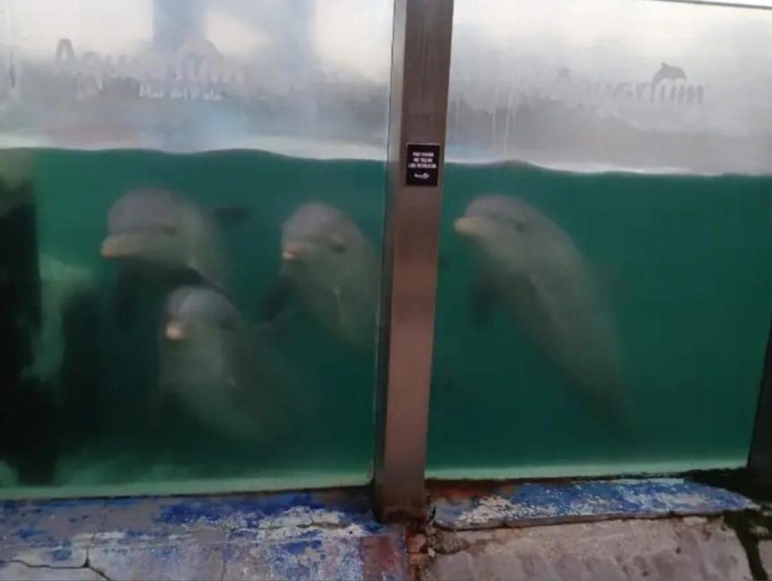 El Municipio está tomando medidas inmediatas para garantizar el bienestar de los animales del ex Aquarium