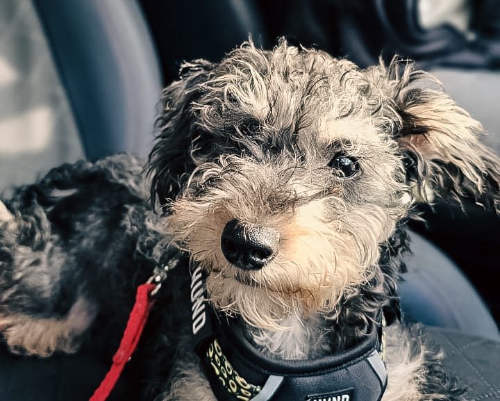 Nuevas ubicaciones de los quirófanos móviles para animales y vacunación antirrábica