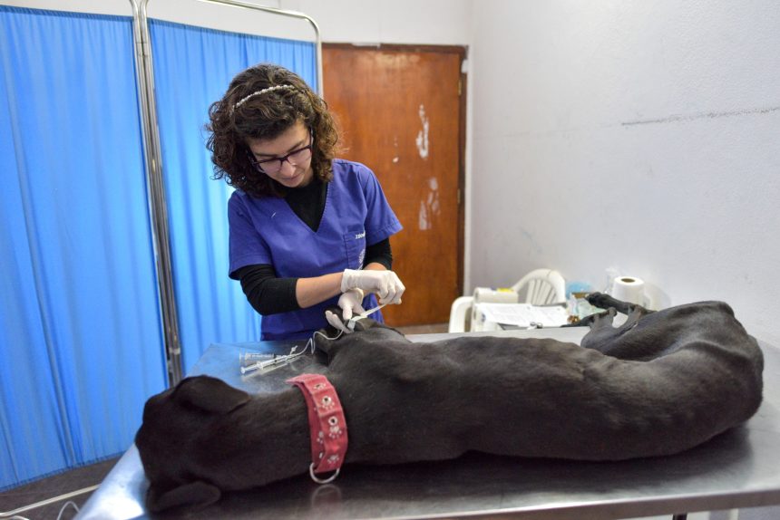 Nuevas ubicaciones de los quirófanos móviles para animales y vacunación antirrábica