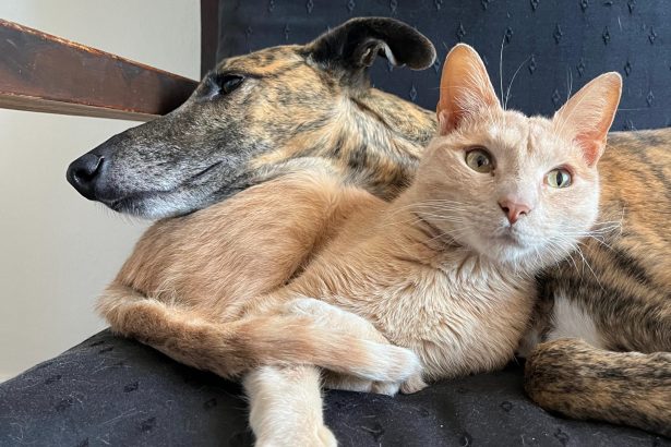 Nuevas ubicaciones de los quirófanos móviles para animales y vacunación antirrábica