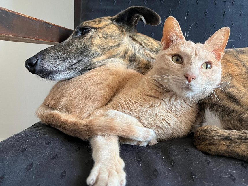 Nuevas ubicaciones de los quirófanos móviles para animales y vacunación antirrábica