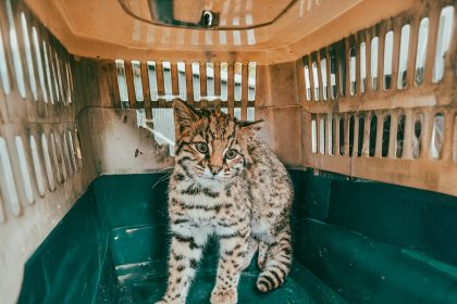 Guardaparques del EMSUR liberaron un ejemplar de gato montés